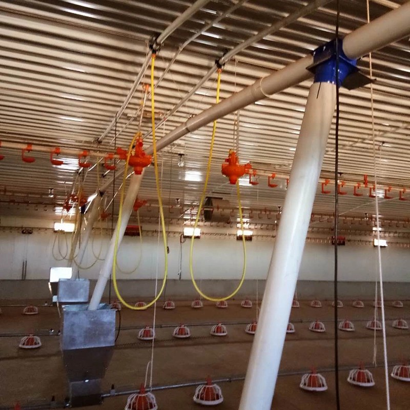 Steel Frame Poultry Farm Chicken Shed and Green House