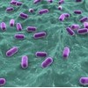 Lactobacillus Acidophilus for Human Gut Health Ibs
