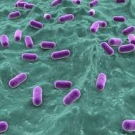 Lactobacillus Acidophilus for Human Gut Health Ibs
