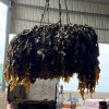 Food Grade Seaweed Shredded Laminaria Dried Cut Kelp