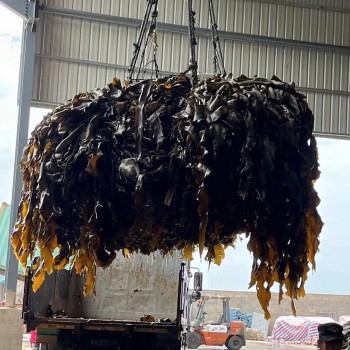 Food Grade Seaweed Shredded Laminaria Dried Cut Kelp