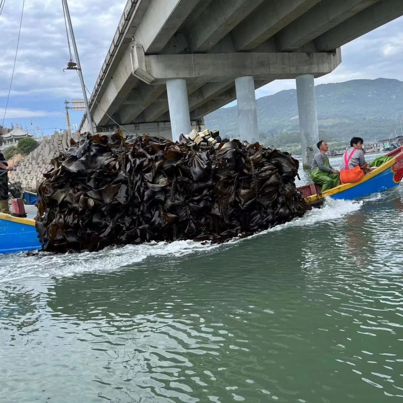 Food Grade Seaweed Shredded Laminaria Dried Cut Kelp