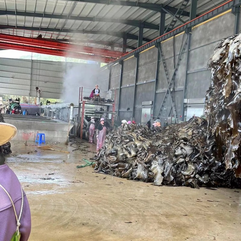 Food Grade Seaweed Shredded Laminaria Dried Cut Kelp