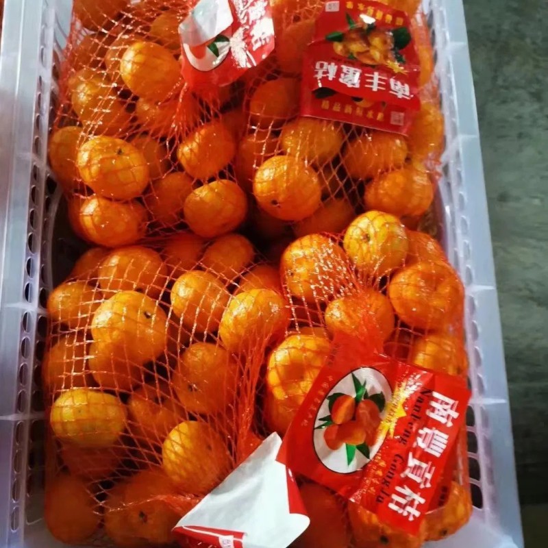 Fresh Sweet Mandarin Tangerine Oranges From China