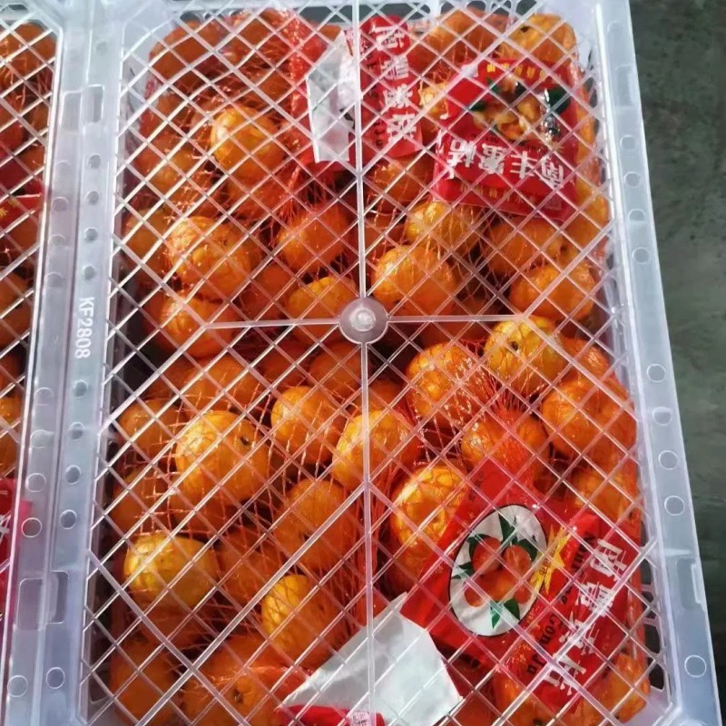 Fresh Sweet Mandarin Tangerine Oranges From China