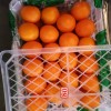 Fresh Orange China Fresh Fruit