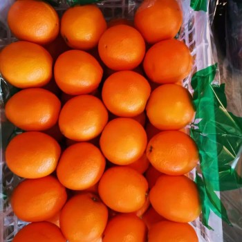 Fresh Orange China Fresh Fruit