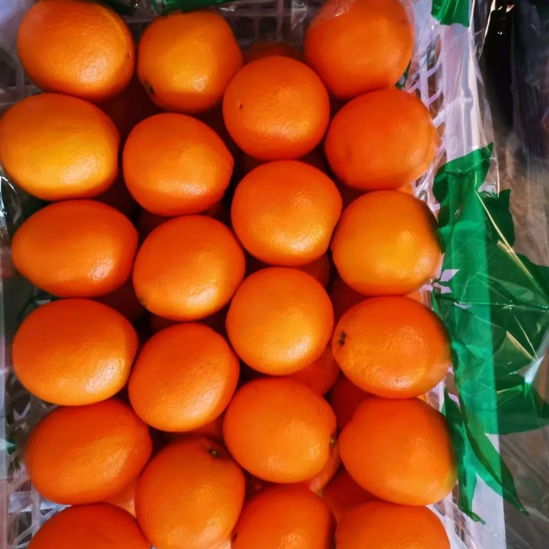 Fresh Orange China Fresh Fruit