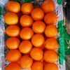 Fresh Orange China Fresh Fruit