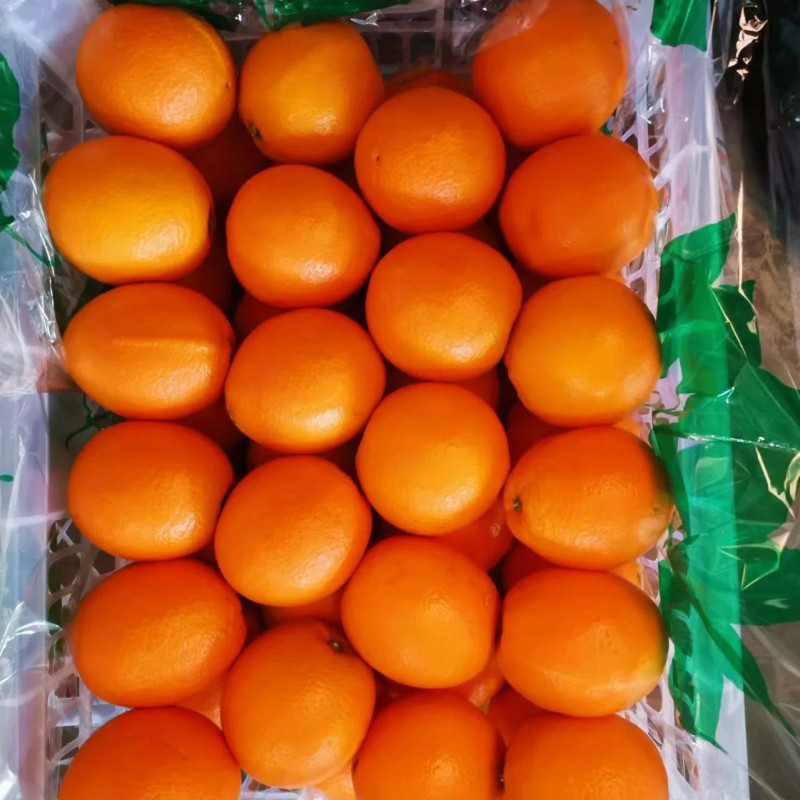 Fresh Orange China Fresh Fruit