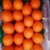 Fresh Orange China Fresh Fruit