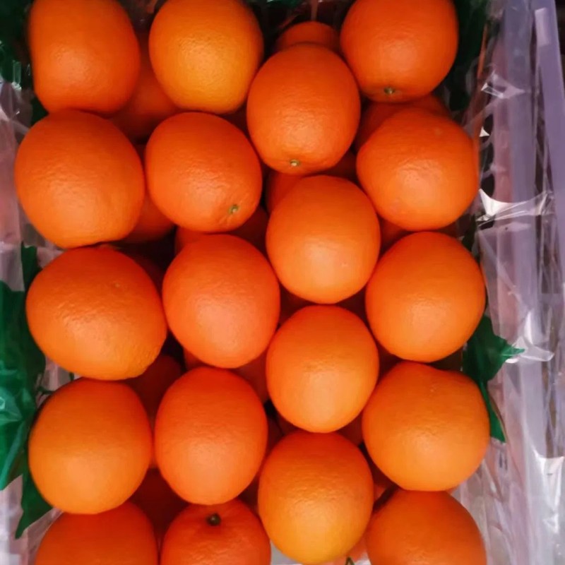 Fresh Orange China Fresh Fruit