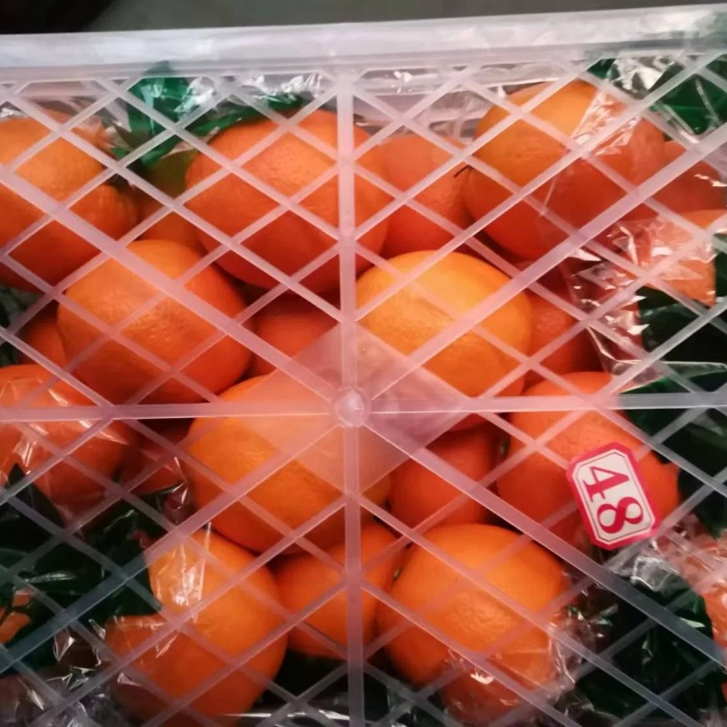 Fresh Orange China Fresh Fruit