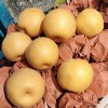 Suppliers Wholesale Sweet Juicy Crisp Fresh Pear for Sale