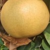 Suppliers Wholesale Sweet Juicy Crisp Fresh Pear for Sale
