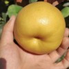 Suppliers Wholesale Sweet Juicy Crisp Fresh Pear for Sale