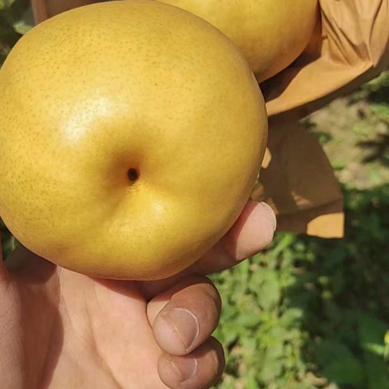 Suppliers Wholesale Sweet Juicy Crisp Fresh Pear for Sale