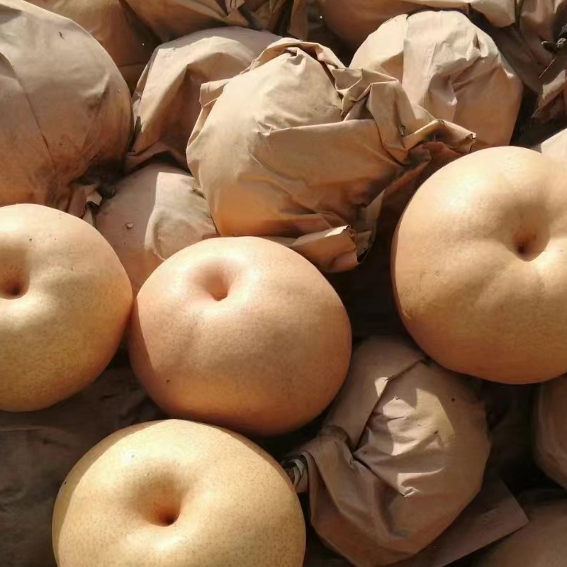 Suppliers Wholesale Sweet Juicy Crisp Fresh Pear for Sale