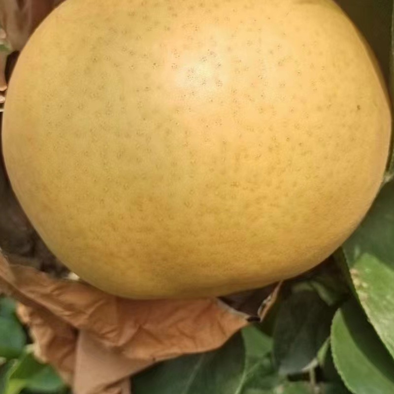 Suppliers Wholesale Sweet Juicy Crisp Fresh Pear for Sale