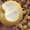 Suppliers Wholesale Sweet Juicy Crisp Fresh Pear for Sale