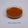 Low pH Heat Stable Alpha Amylase for Starch Sugar Production
