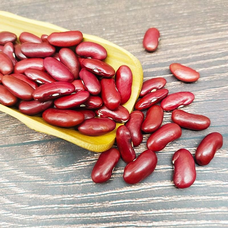 High Quality New British Dark Red Kidney Beans Long Shape Wholesale