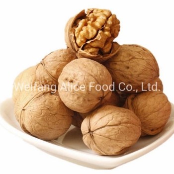 Wholesale Price Top Quality Walnut in Shell Paper Shell Walnut
