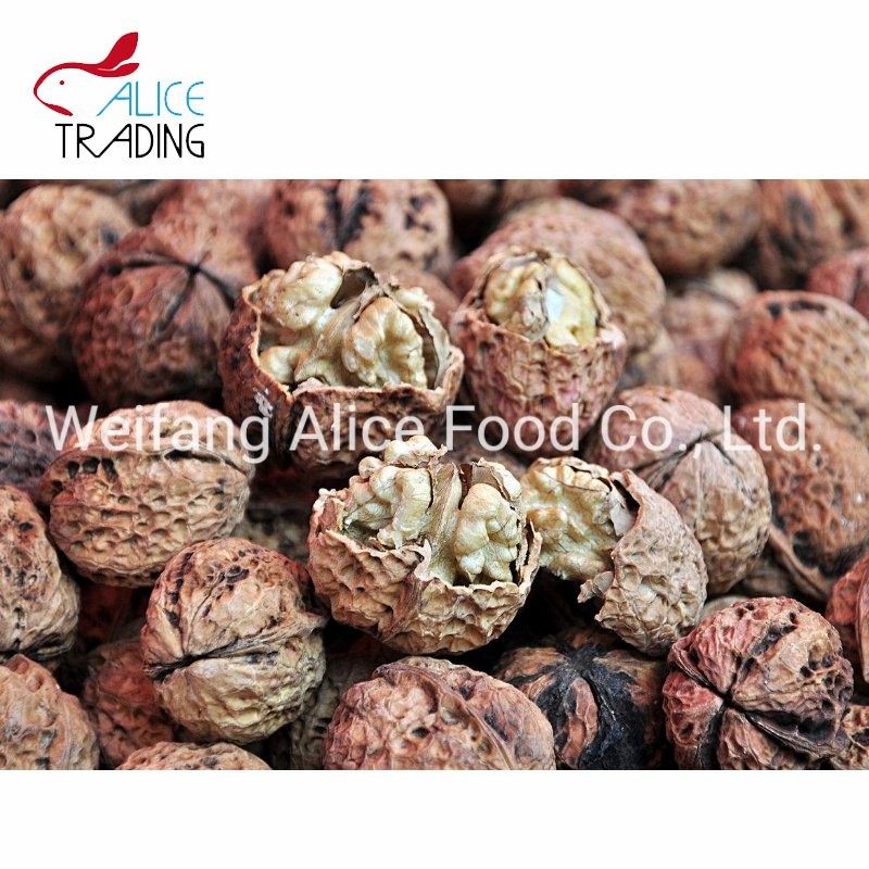 Wholesale Price Top Quality Walnut in Shell Paper Shell Walnut