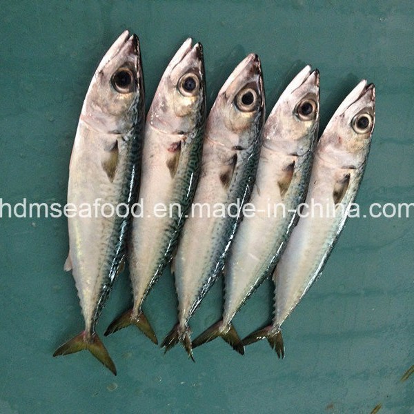 Bqf Fresh Frozen Mackerel Fish