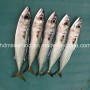Bqf Fresh Frozen Mackerel Fish