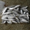 Bqf Fresh Frozen Mackerel Fish