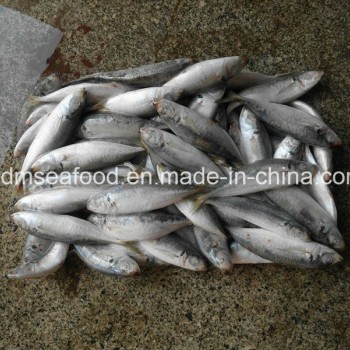 Bqf Fresh Frozen Mackerel Fish
