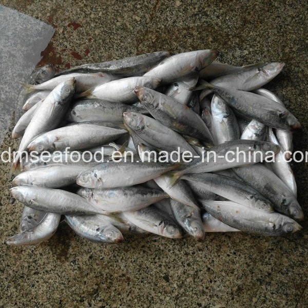 Bqf Fresh Frozen Mackerel Fish