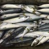 Bqf Fresh Frozen Mackerel Fish