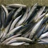 Bqf Fresh Frozen Mackerel Fish