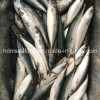 Bqf Fresh Frozen Mackerel Fish