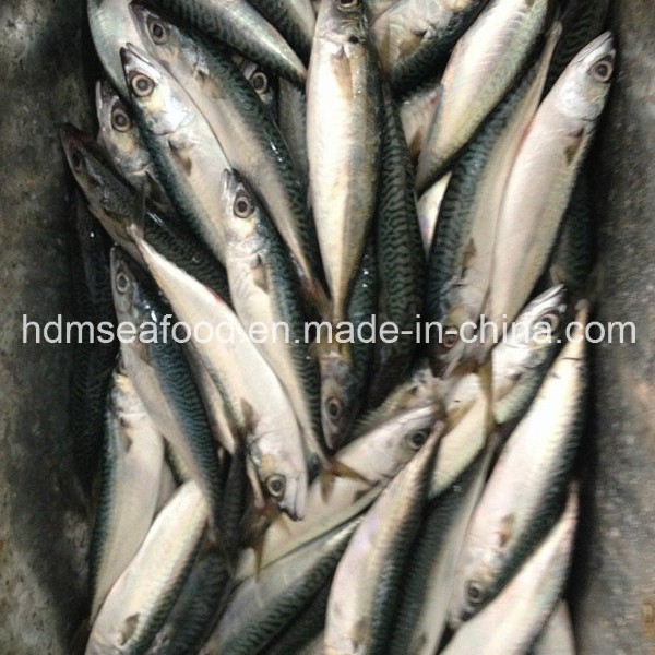 Bqf Fresh Frozen Mackerel Fish