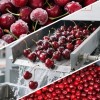 Premium Factory Price Juicy Pitted Red Frozen IQF Cherry Cherries China Whole IQF Frozen Cherry