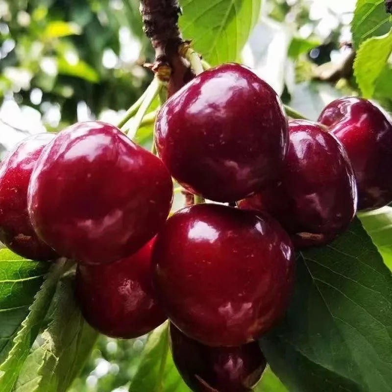 Premium Factory Price Juicy Pitted Red Frozen IQF Cherry Cherries China Whole IQF Frozen Cherry