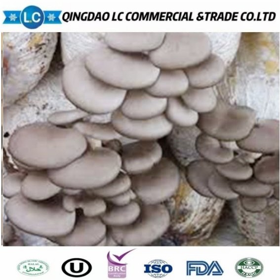 Frozen Oyster Mushroom Export