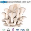 Frozen Oyster Mushroom Export