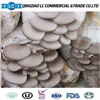 Frozen Oyster Mushroom Export