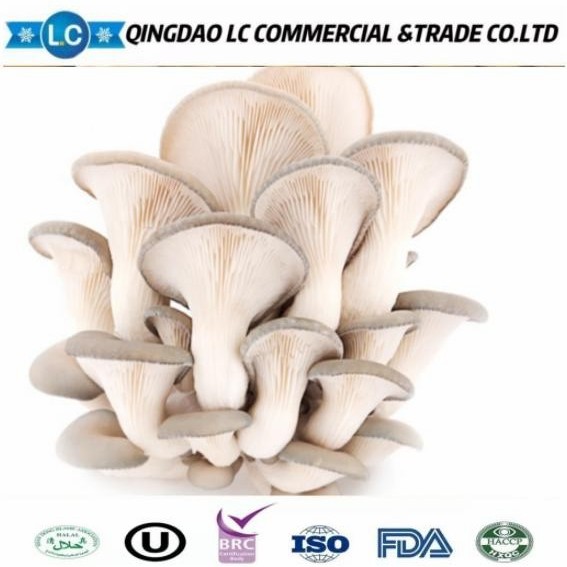 Frozen Oyster Mushroom Export