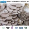 Frozen Oyster Mushroom Export