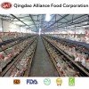 Halal Chicken Breast to Arabic Market