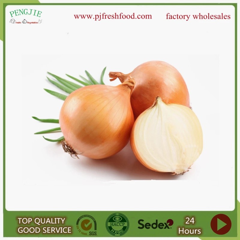 Peeled Onion Exporting Nethelands and UK