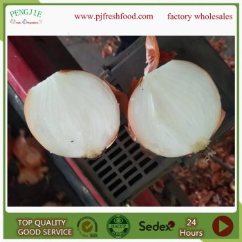 Peeled Onion Exporting Nethelands and UK