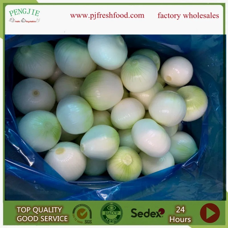 Peeled Onion Exporting Nethelands and UK