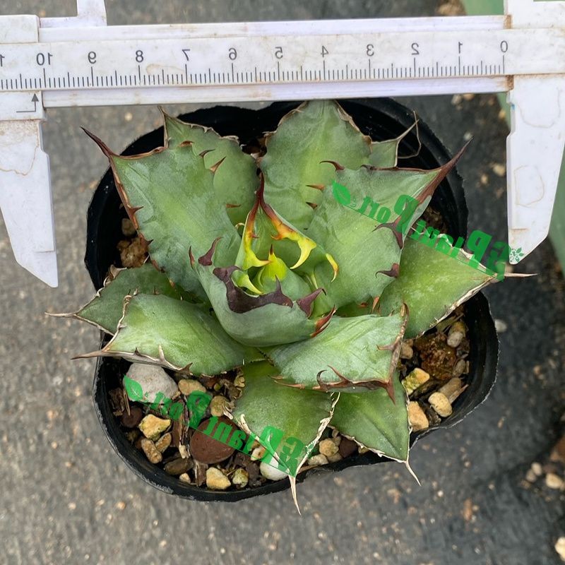 Live Agave Titanota Persian Export Indoor Gardening Plants Suppliers Japanese Bonsai Wholesale