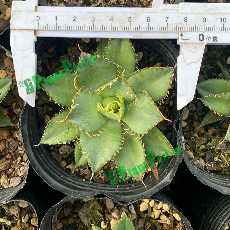 Live Agave Titanota Persian Export Indoor Gardening Plants Suppliers Japanese Bonsai Wholesale